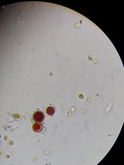 Haematococcus