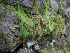 Philonotis capillaris