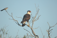 Caracara