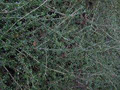Coprosma depressa