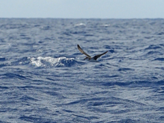 Pterodroma feae deserta