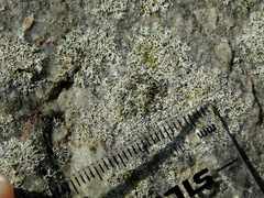 Physcia subtilis
