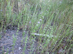 Mentha pulegium