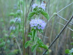 Mentha pulegium