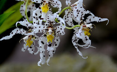 Oncidium cirrhosum