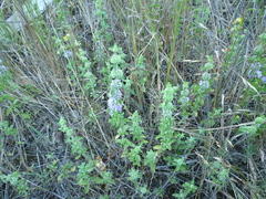 Mentha pulegium