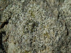 Physcia subtilis