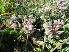 Nonea vesicaria