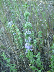 Mentha pulegium