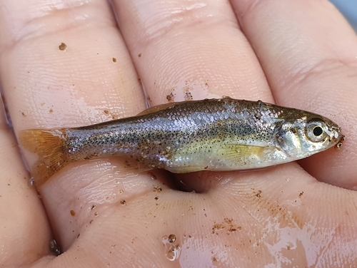 Calle minnow (Pseudophoxinus callensis) — Cyprinidae — 2