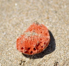 Dragmacidon lunaecharta