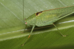 Ensifera
