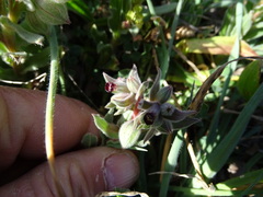 Nonea vesicaria
