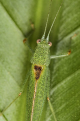 Ensifera