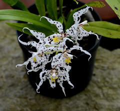 Oncidium cirrhosum