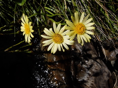 Dolichoglottis lyallii × scorzoneroides