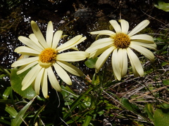 Dolichoglottis lyallii × scorzoneroides
