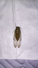 Leptosemia takanonis