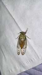 Leptosemia takanonis