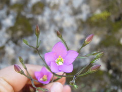Gyrandra pterocaulis
