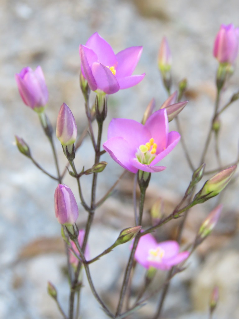 Gyrandra pterocaulis