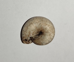 Schistophallus samius