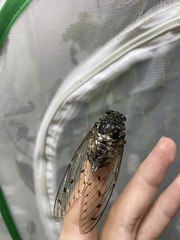 Hyalessa maculaticollis