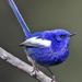 White-winged Fairywren - Photo (c) White-winged_fairy_wren.jpg, some rights reserved (CC BY-SA)