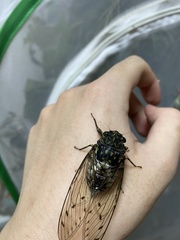 Hyalessa maculaticollis