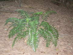 Asplenium scleroprium