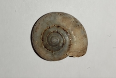 Schistophallus samius
