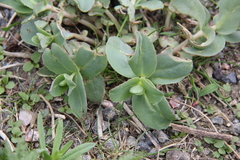 Hylotelephium telephium