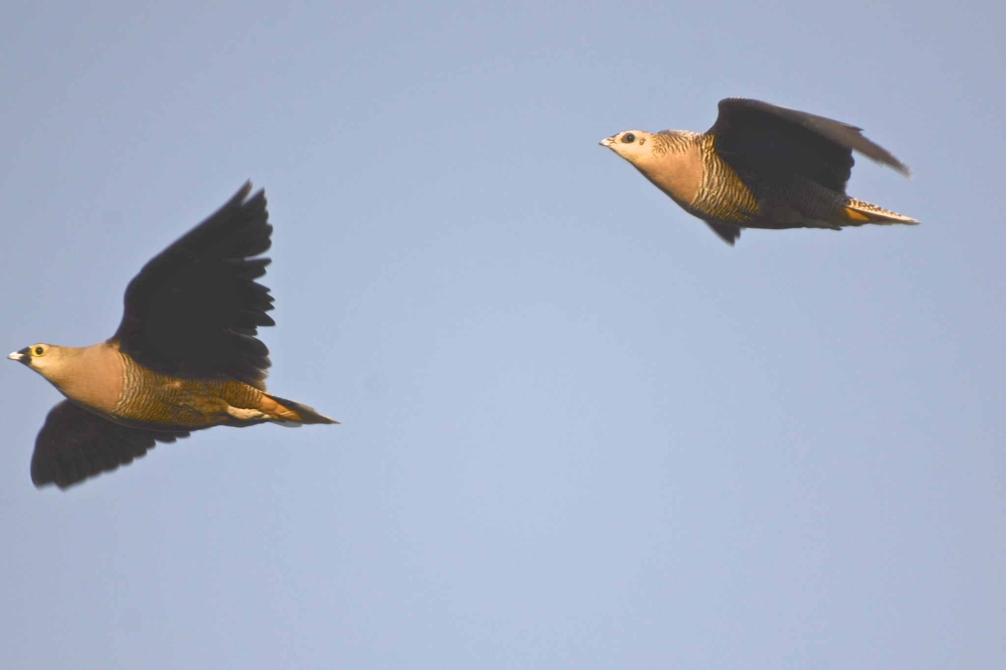 Madagascar Sandgrouse (Pterocles personatus), photo 9