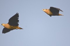 Pterocles personatus