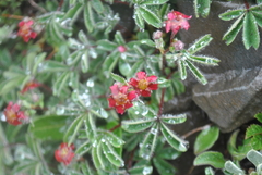 Potentilla purpurea