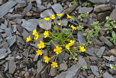 Ranunculus tanguticus