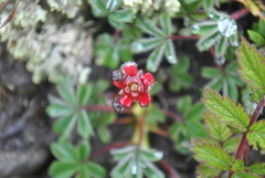 Potentilla purpurea