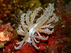 Phyllodesmium pinnatum