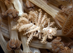 Phyllodesmium pinnatum