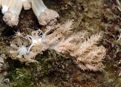 Phyllodesmium pinnatum