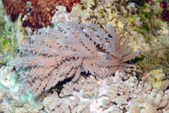 Phyllodesmium pinnatum