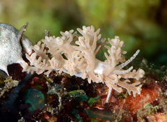 Phyllodesmium pinnatum