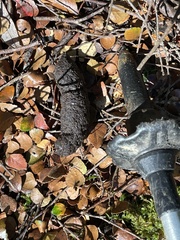 Thylogale billardierii