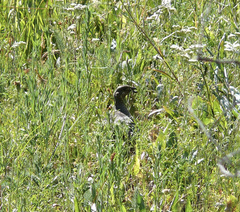 Dendragapus fuliginosus