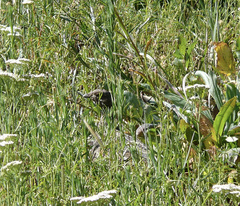 Dendragapus fuliginosus