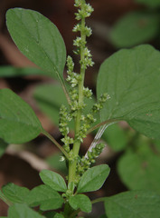Amaranthus interruptus