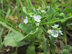 Veronica serpyllifolia