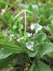 Veronica serpyllifolia