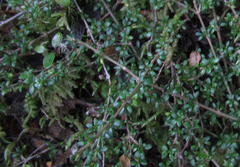 Coprosma depressa
