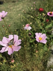 Burnsius orcynoides
